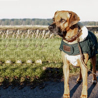 Produktbild von Kentucky Hundemantel für erwachsene Hunde aus Polyester in Dunkelgrün Größe S/M