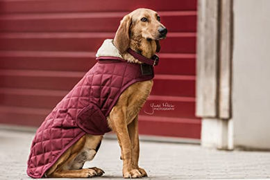 Kentucky Hundemantel Winter Rot XS – Bild 1 von 6