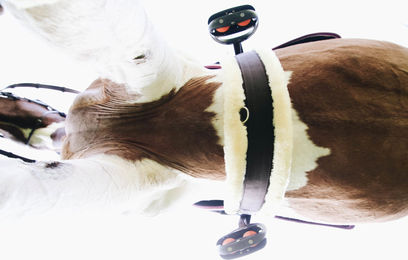 Kentucky Lammfell Sattelgurt aus Nylon Schwarz – Bild 1 von 4