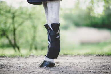 Kentucky Recuptex Stallgamaschen aus Neopren Schwarz für Warmblut – Bild 1 von 8