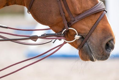 Kentucky Schlaufzügel aus Leder und Nylon in Braun – Bild 1 von 3