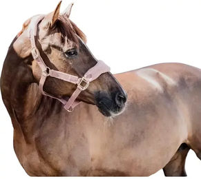 Kentucky Teddy Fleece Halfter für Ponys in Rosa mit Gold – Bild 1 von 7