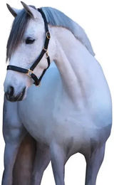 Kerbl Eco Lederhalfter für Kaltblut Pferde in Schwarz XFull – Bild 1 von 4