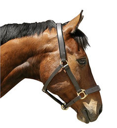 Kerbl Eco Pony Lederhalfter Braun – Bild 1 von 3