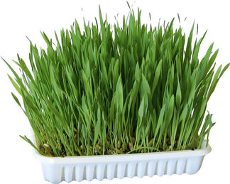 Kerbl Getrocknete Kräuter Nagergras für Kaninchen und Meerschweinchen 100 g - 100 g – Bild 1 von 5