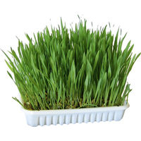 Produktbild von Kerbl Getrocknete Kräuter Nagergras für Kaninchen und Meerschweinchen 100 g - 100 g