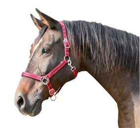Kerbl Halfter Classic für Vollblut aus Nylon in Rot – Bild 1 von 2