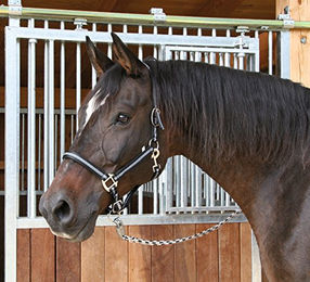 Kerbl Halfter Mustang für Vollblut aus Nylon in Schwarz/Silber Größe 2 – Bild 1 von 3