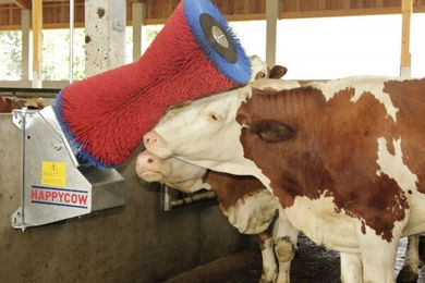 Kerbl HappyCow Kuhputzmaschine mit PA-Borsten für die Viehzucht – Bild 1 von 4