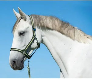 Produktbild von Kerbl hippo Pony-Halfter aus Nylon in Grau