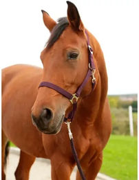 Produktbild von Kerbl hippo Pony-Halfter aus Nylon in Lila