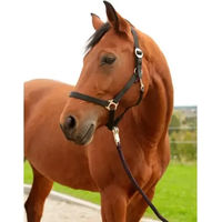 Produktbild von Kerbl hippo Pony-Halfter aus Nylon in Schwarz