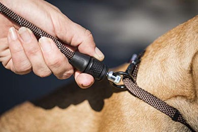 Kerbl Hundeleine aus Nylon Schwarz Größe S 1,4m wasserabweisend für kleine Hunde - 1 Stk. – Bild 1 von 4