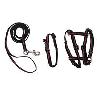 Produktbild von Kerbl Katzen Set aus Halsband, Geschirr und Leine reflektierend für erwachsene Katzen