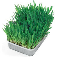Produktbild von Kerbl Katzengras zur Verdauungshilfe für Katzen 100g - 100 g