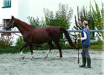 Kerbl Longierleine mit Seilrolle aus Gurtband Blau 7,5 m - 7,5 m – Bild 1 von 3