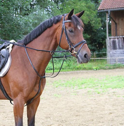 Kerbl Martingal aus Leder für Ponys in Schwarz – Bild 1 von 3