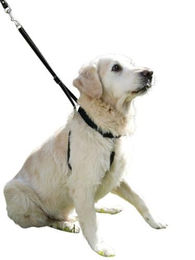 Kerbl Maxi Leader Hundegeschirr aus Nylon in Schwarz Größe 2 wasserabweisend – Bild 1 von 4