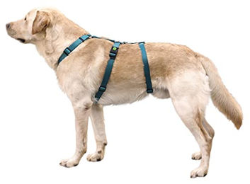 Kerbl Miami Sicherheitsgeschirr für Hunde aus Nylon in Blau Türkis wasserabweisend – Bild 1 von 5