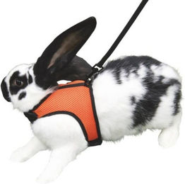 Kerbl Nagergeschirr Sport für Kaninchen mit 120 cm Leine – Bild 1 von 8