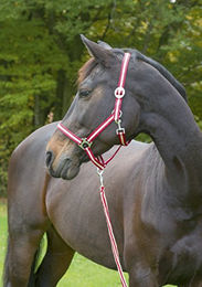 Kerbl Nylonhalfter Hippo Cob bordeaux/beige für Vollblut Pferde – Bild 1 von 3