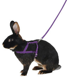 Kerbl Pet Schultergeschirr Agility für Kaninchen mit 2m Leine lila Größe M - 2 m – Bild 1 von 5