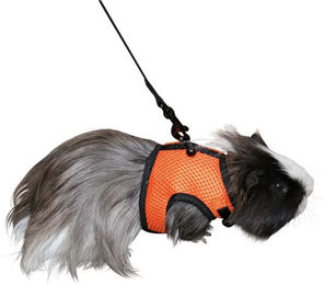 Kerbl Pet Sport Meerschweinchengeschirr mit 120cm Flexibler Leine aus Mesh in Schwarz Orange – Bild 1 von 7