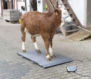Kerbl Plattformwaage PS2000 Tierwaage bis 1000 kg – Bild 1 von 1