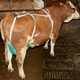 Kerbl Zitzenschutz Jumbo Türkis groß – Bild 1 von 3