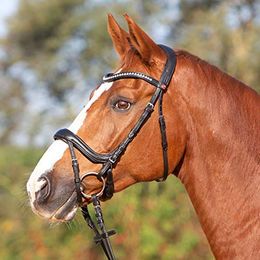 Kieffer Trensenzaum Amy Ultrasoft Leder Schwarz für Warmblut – Bild 1 von 4