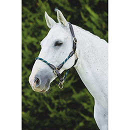Kincade Leder Halfter mit Seil für Ponys in Blau – Bild 1 von 6