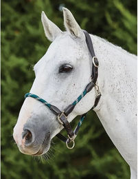 Kincade Lederhalfter für Warmblut Pferde in Jägergrün oder Braun – Bild 1 von 2