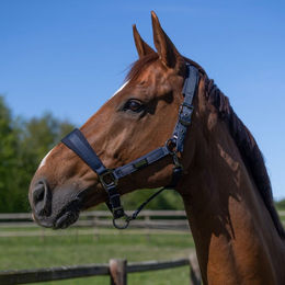 Produktbild von Kingsland KLLucca Halfter mit Führstrick für Ponys aus Polyester