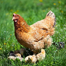 KLASEBO Premium Geflügelfutter Körnerfutter Plus für Hühner, Enten, Gänse und Puten 25 kg - 25 kg – Bild 1 von 3