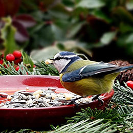 KLASEBO Sonnenblumenkerne schwarz als ganzjähriges Vogelfutter für Wildvögel 20 kg – Bild 1 von 2