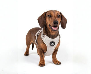 Knuffelwuff Hundegeschirr Magno mit Drehverschluss Grau Größe S – Bild 1 von 1