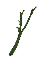 Komodo Natur Tropical Vine Branch Liane aus Naturholz – Bild 1 von 1