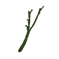 Produktbild von Komodo Natur Tropical Vine Branch Liane aus Naturholz