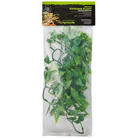 Produktbild von Komodo Philodendron Pflanze