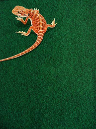 Komodo Reptilien Teppich für Echsen – Bild 1 von 2