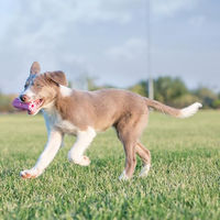 Produktbild von KONG Puppy Teething Stick Kauspielzeug aus Naturkautschuk für Welpen zur Zahnpflege - 1 Stk.