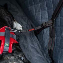 KONG Ultimate Safety Tether Sicherheitsgurt für Hunde aus Polyester Schwarz-Rot – Bild 1 von 9