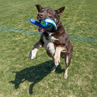 Produktbild von KONG Whirlz Throw Hundespielzeug