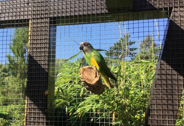 Kork-Deko 2er-Set Naturkork Vogel-Sitzstangen für Wellensittiche, Kanarienvögel und Papageien mit Edelstahlbefestigung – Bild 1 von 13