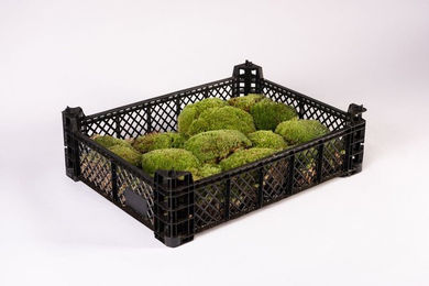 Kugelmoos in Moos-Design als Terrarium-Bodengrund für Reptilien und Amphibien Grün 1-teilig - 1 Stk. – Bild 1 von 4