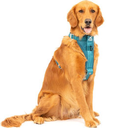 Kurgo Tru-Fit Autosicherheitsgeschirr für Hunde Größe L Blau mit Edelstahl-Elementen - 1 Stk. – Bild 1 von 9