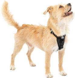Produktbild von Kurgo Tru-Fit Autosicherheitsgeschirr für Hunde Größe S Schwarz