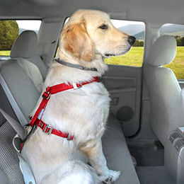 Kurgo Tru-Fit Sicherheitsgeschirr für Hunde XS Rot - 1 Stk. – Bild 1 von 6