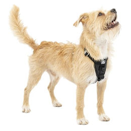 Kurgo Tru-Fit Smart Hundegeschirr für kleine Hunde Größe XS Schwarz - 1 Stk. – Bild 1 von 5