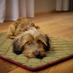 Produktbild von Laboni Hundedecke Oxford oliv